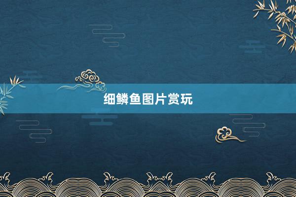 细鳞鱼图片赏玩