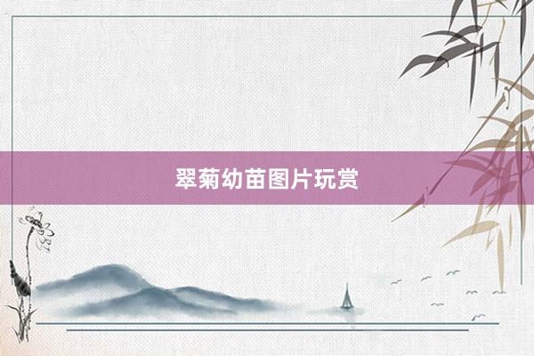 翠菊幼苗图片玩赏